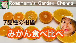 【最高に美味しいみかん】柑橘食べ比べ！みかん7品種を食べ比べ糖度チェックしたら、最高に美味しいみかんに出会った　#みかん　#柑橘