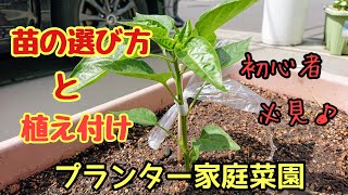 人気♪ピーマンの育て方【苗の選び方と植え付け方法】