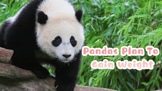 【Super Panda】Episode 229 Pandas Putting On Weight In Autumn Together | iPanda