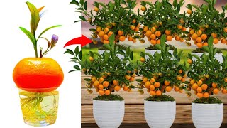 Best way to grow orange tree from orange 100% work || propagate orange tree at home
