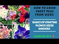 How to grow sweet peas (Cut flowers) from seeds~ Growing sweet peas Part 1