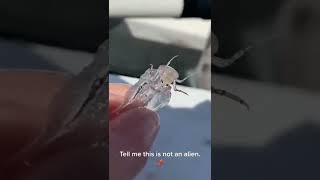 Fisherman Finds Transparent Insectoid Alien