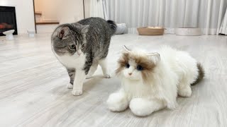 知らない猫がリビングにいたときの猫の反応がかわいすぎましたw