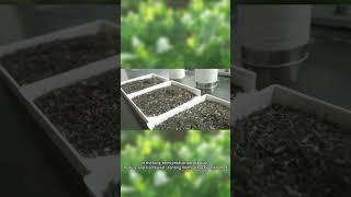 What Really Determines Jasmine Tea Quality 3 Key Factors Explained