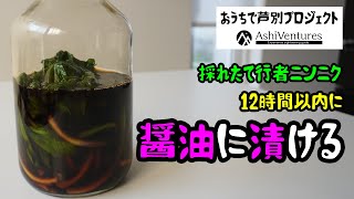 【おうちで芦別プロジェクト】採れたて行者ニンニクを12時間以内で醤油漬けを作る