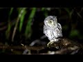 oriental scops owl