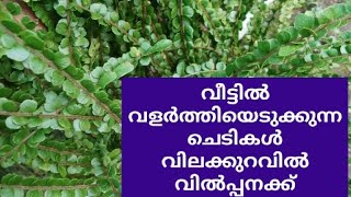 ##വീട്ടിൽ വളർത്തുന്ന ചെടികൾ വിലക്കുറവിൽ വിൽപ്പനക്ക് വിളിക്കു 9656961799##