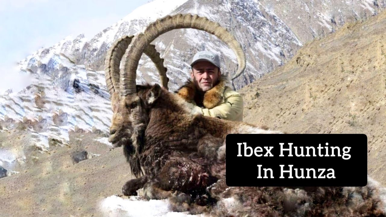 Ibex Hunting In Gojal, Upper Hunza Gilgit Baltistan | Markhor Hunting ...