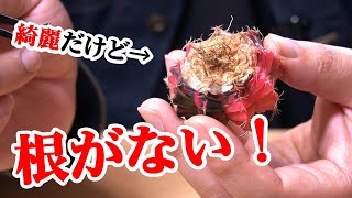 憧れのサボテンを買うも・・・、発根させよう！【観葉植物の育て方】