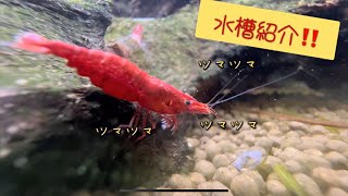 【10日目】エビちゃんのツマツマ動画?!  60cmガラスの水槽紹介！