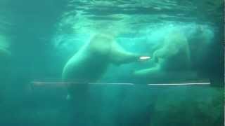 Isbjørne Kbh Zoo