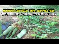 TIPS AGAR LABU MADU BERBUAH LEBAT & TIDAK RONTOK PART. 3