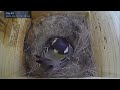 【雛11羽全員巣立つ‼】シジュウカラの巣作り 子育て 巣立ちまで79日間 巣箱観察全記録（2021年)