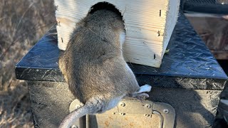 Trapping flairs abandoned ranch vlog  29 monster rat