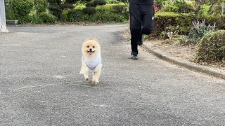 実家の庭を伸び伸び走り回る愛犬が可愛い…笑