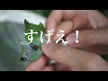 生い茂った植物を棒で叩くと…【正しい傘の使い方とは？】