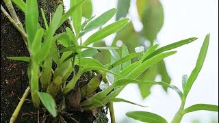 #植物  #田园生活  #家乡野果