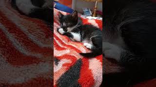 എന്ത് ശാന്തമായ ഉറക്കം... 😴😴😂👻🐈മാത്തപ്പൻ ❤️😍#cat #catvideos #kitten #funny #catlover