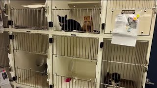 More than 900 animals find forever homes in Philly area on Clear the Shelters day