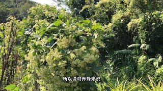 广东农户痛恨的植物微甘菊开花茂盛有粉有蜜