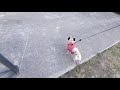 季節外れの寒さで散歩ストライキを決行するパグ犬ぷぅpug