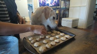 Watch Kaia Try Her Apple Peanut Butter Dog Treats! #recipe #dogtreats #labtesting #yellowlab