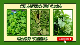 🌿Cómo Cultivar CILANTRO en Casa: Guía Paso a Paso|🌞OASIS VERDE