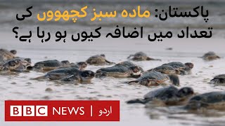 Breeding rare green turtles in Pakistan: Why is it becoming difficult? - BBC URDU
