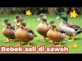 BEBEK , ENTOK , BEBEK ASLI , LAGU POTONG BEBEK ANGSA MASAK DIKUALI , POTONG BEBEK ANGSA YANG TERBARU