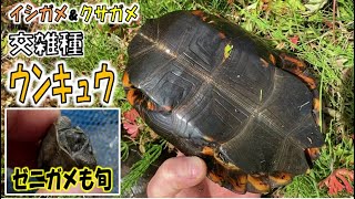 イシガメ遺伝子汚染！ウンキュウ捕獲イシガメ＆クサガメ交雑種。許されざる存在でも君は美しい…ゼニガメも旬！４月中旬の狩り。