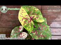 แบ่งปันบอนสีสวยๆ วันที่ 14 ธ.ค. 2567 บอนสี ไม้ด่าง caladium plants houseplants shorts