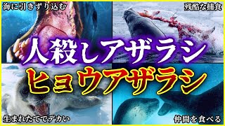 【ゆっくり解説】南極に潜む凶暴アザラシ！ヒョウアザラシを解説！/ 南大西洋にも出没!? / 残忍な捕食の方法とは!?