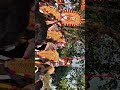 padur vela 🔥 elephant mass chandamelam kerala