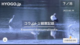 コウノトリ観察記録【兵庫県稲美町】2023.08.10