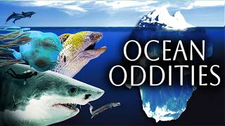 The Ocean Oddities Iceberg Explained