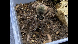 Theraphosa apophysis, the Pinkfoot Goliath  rehouse and care