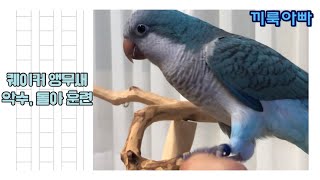 퀘이커 앵무새 끼룩이 악수, 돌아 훈련영상 (quaker parrot shake hand\u0026turn training)