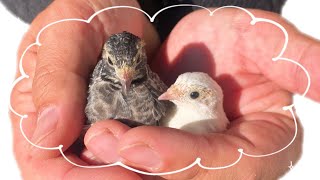 1ヶ月でウズラのヒナがこんな大きくなった【ヒメウズラ飼育】