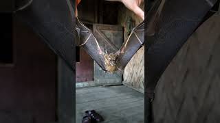 Monster bat 🦇 | Caught a huge bat from forest #bat #youtubeshorts