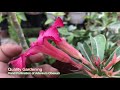 hand pollination of adenium obesum english quality gardening