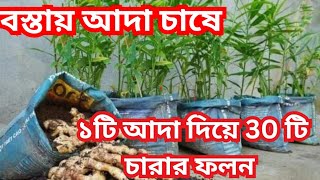 আদা বস্তায় চাষে লাভবান। প্রতি বস্তায় ৩০ থেকে ৫০ পিছ চারা উৎপাদন। ginger farm #farming #ginger