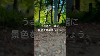 【愛知県名古屋市】白川公園① 2024年9月/午後5時/晴れ ＃愛知 ＃懐かしい ＃癒し