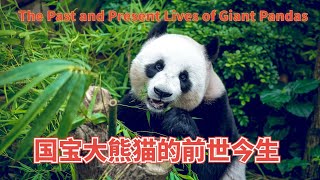 Giant Panda : Decrypting the cuteness and survival wisdom of national treasures!