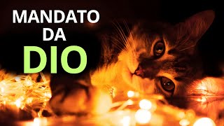 PERCHÉ DIO HA MESSO UN GATTO NELLA TUA VITA? LA SPIRITUALITÀ DEI GATTI