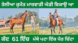 ਇੱਕ ਲੱਖ 40 ਹਜ਼ਾਰ ਮੁੱਲ ਰੱਖਿਆ ਮਾਲਕ ਨੇ ਏਸ ਘੋੜੀ ਦਾ ਬਾਕੀ ਮੌਕੇ ਤੇ ਹੋ ਜੂ ਉੱਤੇ-ਥੱਲੇ ਜੇ ਪਸੰਦ ਆਉਂਦੀ ਆ ਤਾਂ