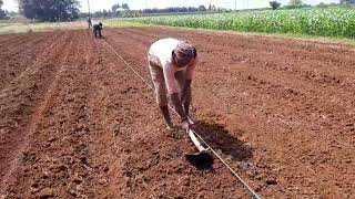 மேட்டு பாத்தி அமைப்பது எப்படி ,How to make a raised bed for onion