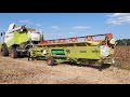 Уборка СОЇ 2021 жнивуємо комбайном claas lexion 570 ЮМЗ 6 який урожай