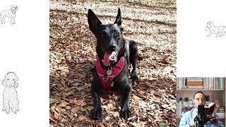 Dutch Shepherd. Pros and Cons, Price, How to choose, Facts, Care, History