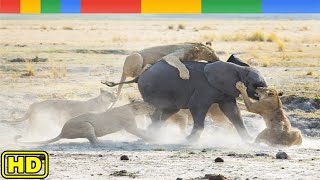 [Nat Geo Wild] Lions vs. Elephants - Life on the Edge - Animals Documentary Nature