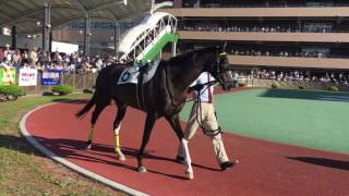 2016.5.4 船橋12R ムードスウィングス